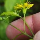 Lapsana communis L.Lapsana communis L.