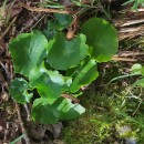 Umbilicus rupestris (Salisb.) DandyUmbilicus rupestris (Salisb.) Dandy