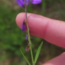 Polygala vulgaris L.Polygala vulgaris L.