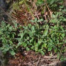 Halimium lasianthum (Lam.) Spach subsp. alyssoides (Lam.) GreuterHalimium lasianthum (Lam.) Spach subsp. alyssoides (Lam.) Greuter