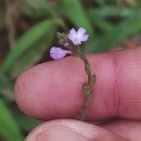 Verbena officinalis L.Verbena officinalis L.