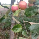 Malus domestica Borkh.Malus domestica Borkh.