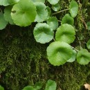 Umbilicus rupestris (Salisb.) DandyUmbilicus rupestris (Salisb.) Dandy