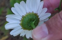 Leucanthemum pseudosylvaticum (Vogt) Vogt & Oberpr.Leucanthemum pseudosylvaticum (Vogt) Vogt & Oberpr.